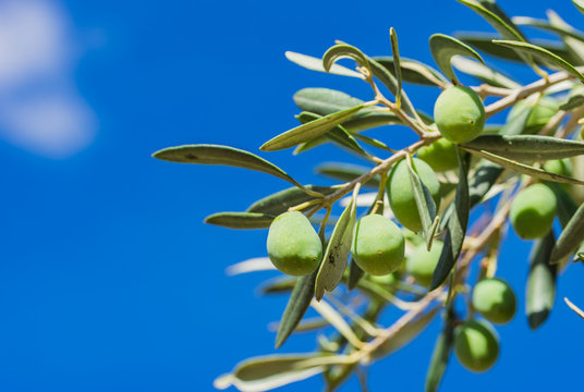 Olives tree branch