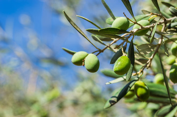 Fototapeta premium Olives at tree in a olive grove