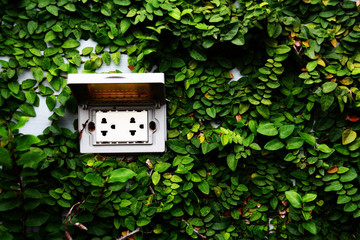 ivy plant on the wall