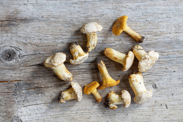 Group of chantarelles mushroom on a wooden plank