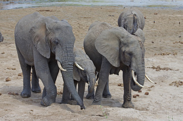 Famille d'éléphant qui boivent au bord de l'eau en Afrique