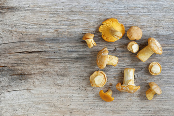 Obraz na płótnie Canvas Group of chantarelles mushroom on a wooden plank