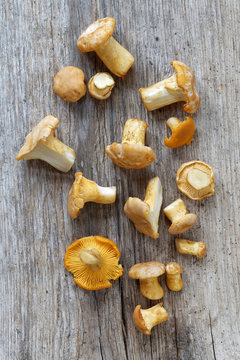Group of chantarelles mushroom on a wooden plank