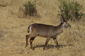 Antilope, gazelle en Afrique