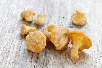 Group of chantarelles mushroom on a wooden plank