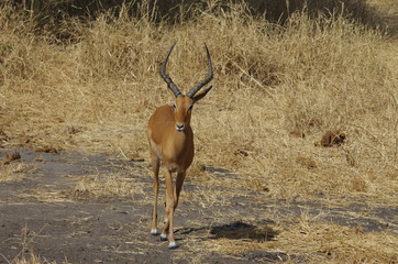 Antilope, Impala en Afrique