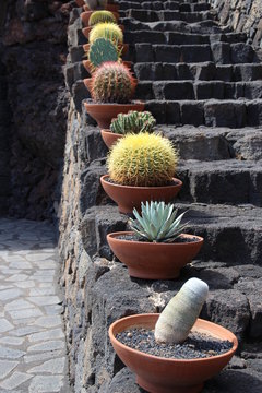 Escalera con cactus