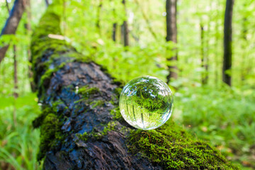 the concept of nature, green forest.