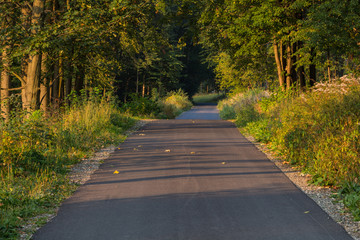 Forest road. Landscape in mountains