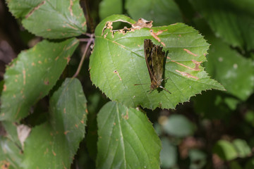 Schmetterling sitzt auf Blatt