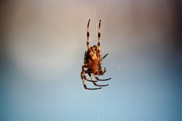 Isolated cross spider in fall
