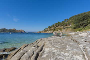 Fototapeta na wymiar Gaviotas en playa de Nuestra Señora (Islas Cies, Pontevedra - España).