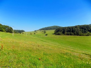 Big green meadow and deciduous in background, blue sky during sunny day