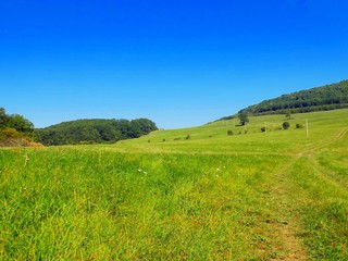 Big green meadow and deciduous in background, blue sky during sunny day