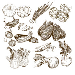  Vegetable Drawings photos royalty-free images graphics vectors 