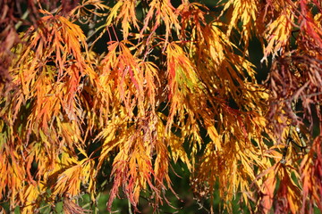 colorful autumn leaves on the tree
