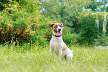 Jack Russell Terrier