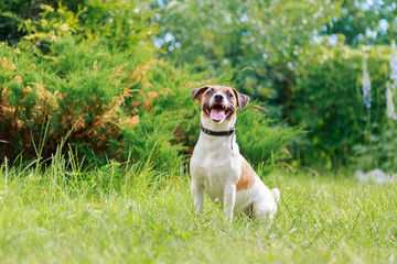 Jack Russell Terrier