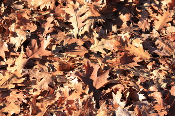 oak tree leaves