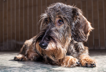 Bassotto tedesco a pelo duro