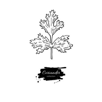 Coriander plant vector hand drawn illustration. Isolated spice o