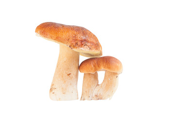Edible  mushrooms porcini on a white background