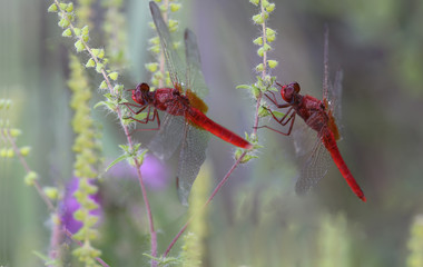 Pair of red dragonfly on the branches of the ambrosia