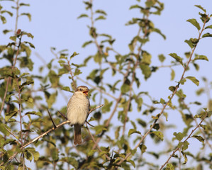 The little bird gives a signal about danger