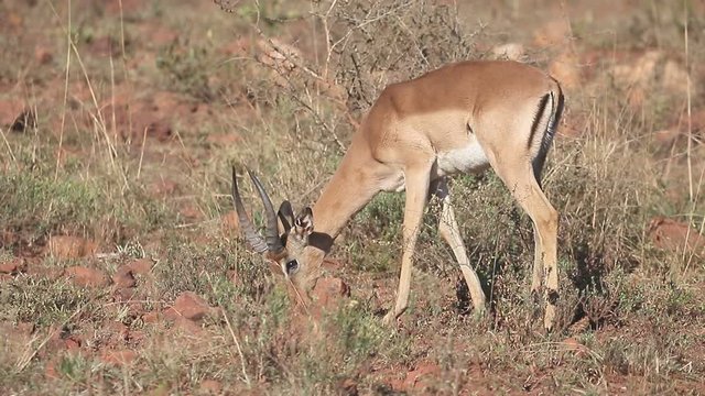 Impala, Aeplyceros melampus, single mammal,  South Africa, August 2016
