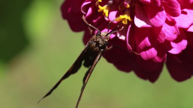 butterfly hanging upside down and feeding on red zinnia