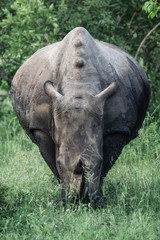 Fototapeta premium Frontal picture of a rhino grazing. Perfect symmetry.