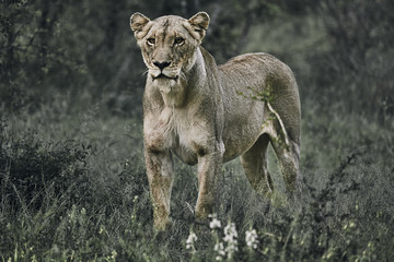 Female lion strong and focused in the evening light.