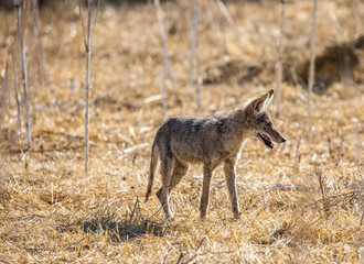 Naklejka premium Young Coyote (Canis latrans) hunting in the wild grass. Santa Teresa County Park, California, USA