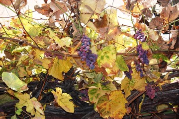 Blue Grapes in the vineyard in fall, Italy