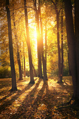 Fototapeta premium Autumn landscape