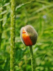 Mohnknospe