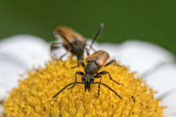 Two brown beetles sitting on a daisy