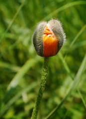 Obraz premium Aufbrechende Mohnblüte