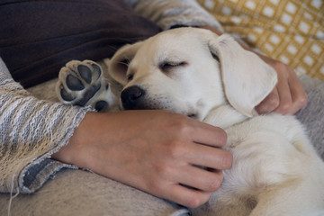 Schlafender Hund - Kleiner süßer Labrador Retriever Welpe ist müde