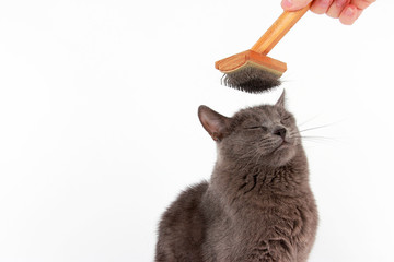 gray cat combed wool brush on the head