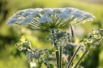 Heracleum sphondylium, bereklauw