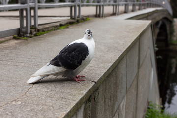 Pigeon on a stone bridge in the park