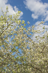 blooming cherry tree branch on the background of a blue sky with white clouds