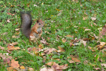 red squirrel in the autumn park