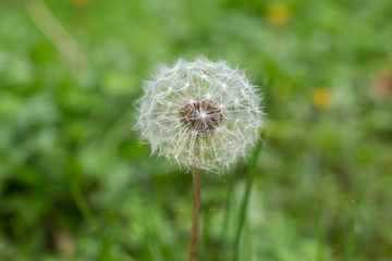 White dandelion in the grass background