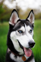 Fototapeta premium a dog husky walking in a park
