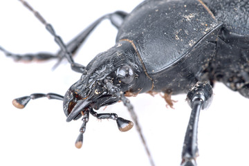 Detail of head of black beetle on a white background