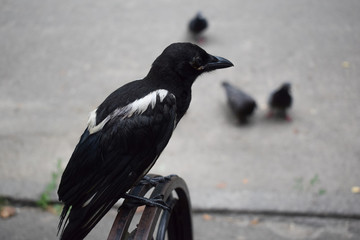 Magpie bird