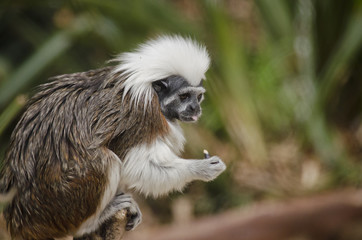 cotton top tamarin