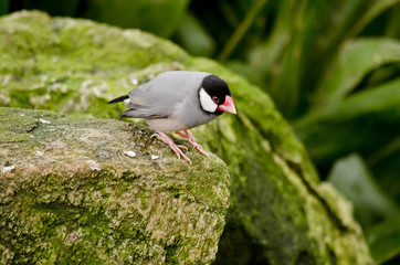 java sparrow